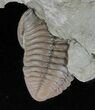 Wide, Enrolled Flexicalymene Trilobite - Ohio #61029-3